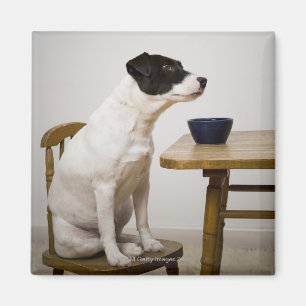 Hond op een stoel voor een kom op de magneet
