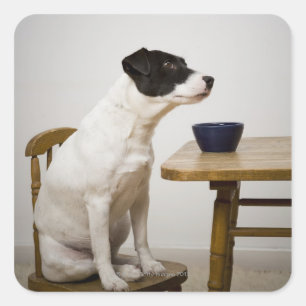 Hond op een stoel voor een kom op de vierkante sticker