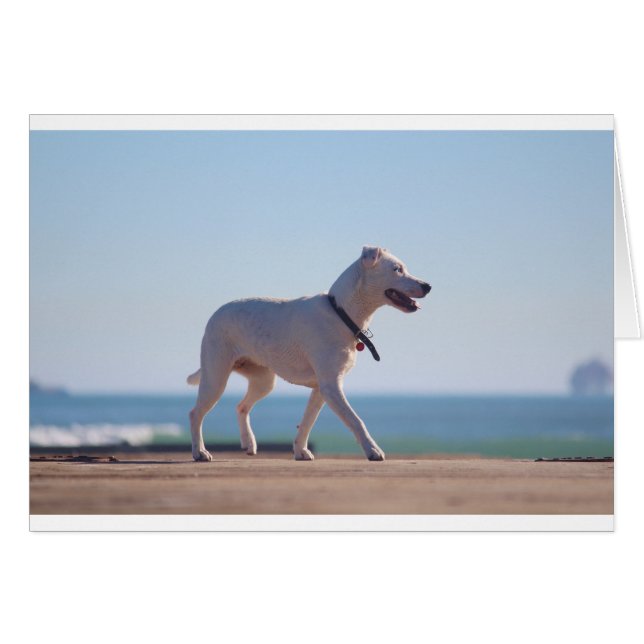 Hond op het strand (Voorkant Horizontaal)
