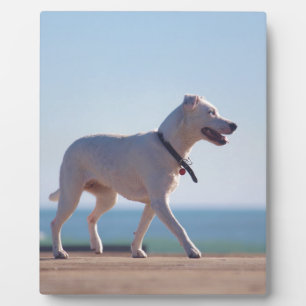 Hond op het strand fotoplaat