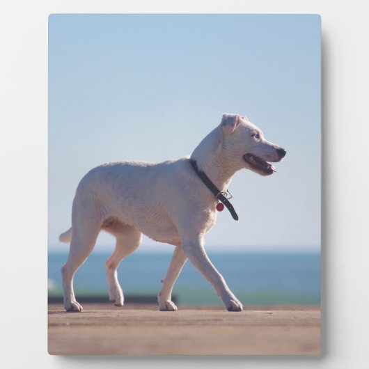 Hond op het strand fotoplaat (Voorkant)