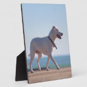 Hond op het strand fotoplaat (Zijkant)