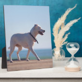 Hond op het strand fotoplaat (Zijkant)