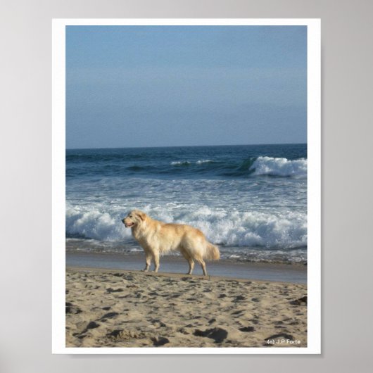 Hond Op Het Strand Poster (Voorkant)