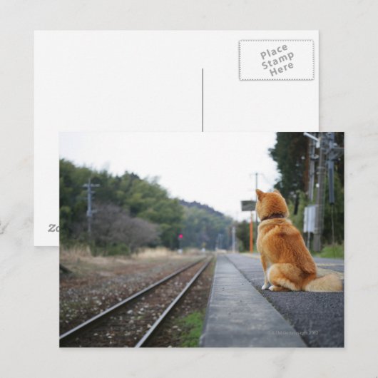 Hond op het treinstation briefkaart (Voorkant / Achterkant)