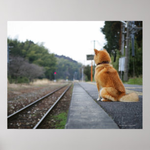 Hond op het treinstation poster