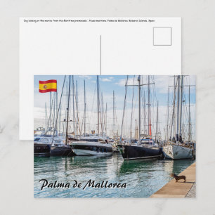 Hond op Paseo maritimo - Palma de Mallorca Briefkaart