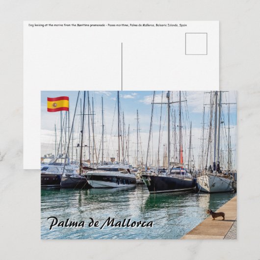 Hond op Paseo maritimo - Palma de Mallorca Briefkaart (Voorkant / Achterkant)