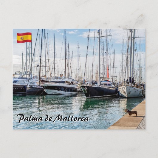 Hond op Paseo maritimo - Palma de Mallorca Briefkaart (Voorkant)