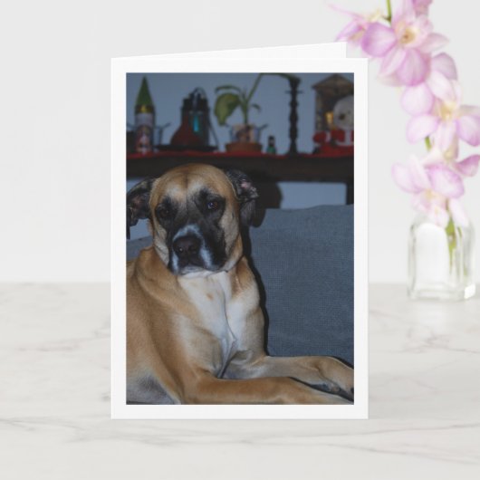 Hond op Sofa Portret Kaart (Orchidee)