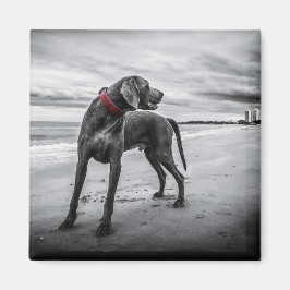 Hond op strand zwart-witfoto met rode halsband magneet