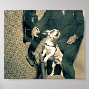 Hond op telefoon poster