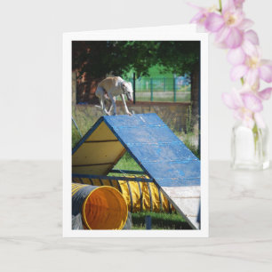 Hond op Training School Kaart