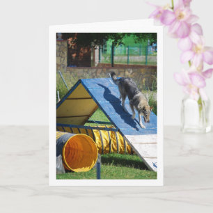 Hond op Training School Kaart