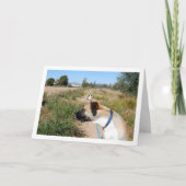 Hond op zoek naar Kat Kaart (Voorkant)