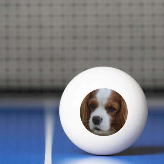 Hond Pingpongbal (Net)