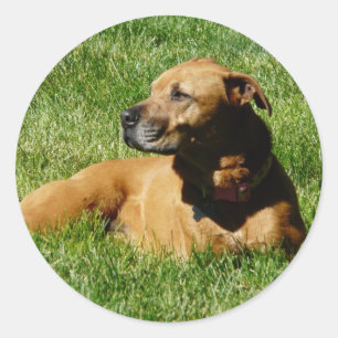 Hond, pitbull/boxer mix ronde sticker