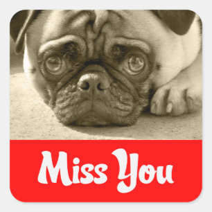 Hond Plakzegels Voor Als Je Een Pug Puppy Mist Vierkante Sticker