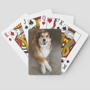 Hond Pokerkaarten
