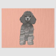 Hond Poodle Huisdier