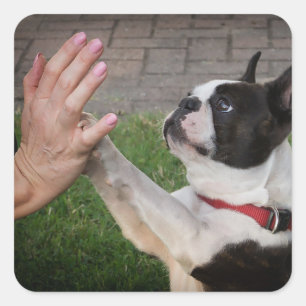 Hond, poot, huisdier vierkante sticker