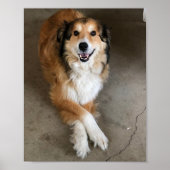 Hond Poster (Voorkant)