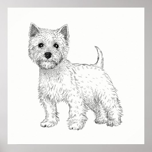 Hond Poster/Wall Art West Highland Terrier Poster (Voorkant)