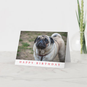 Hond pug close-up verjaardagskaart kaart