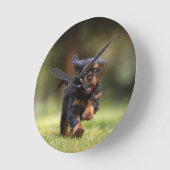Hond, Puppy, Cavalier Ronde Klok (Hoek)