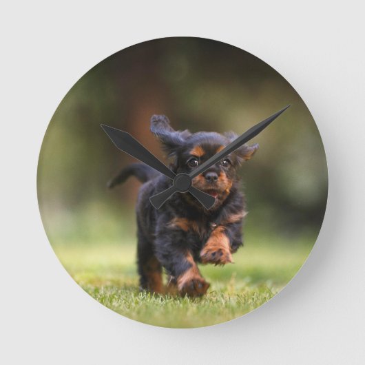 Hond, Puppy, Cavalier Ronde Klok (Voorkant)