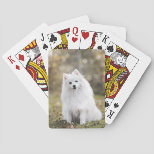 Hond Puppy Hond Wit Hond Vacht Pokerkaarten