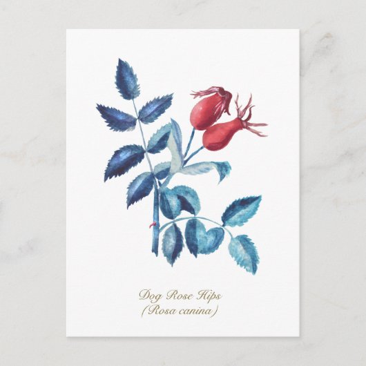 Hond Roos Heupen Hand getrokken Waterverf Kunstwer Briefkaart (Voorkant)