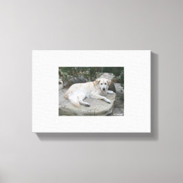 Hond rustend op een rots canvas afdruk