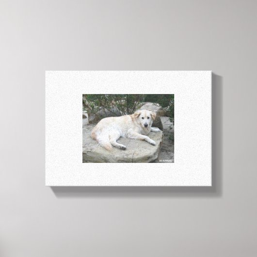 Hond rustend op een rots canvas afdruk (Voorkant)