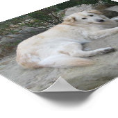 Hond rustend op een rots poster (Hoek)