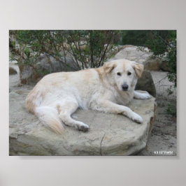 Hond rustend op een rots poster