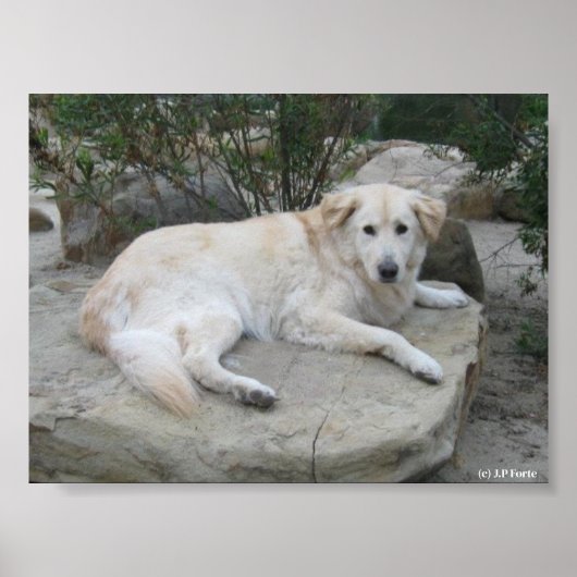 Hond rustend op een rots poster (Voorkant)