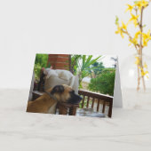 Hond Slapen in stoel met witte kitten Kaart (Gele Bloem)