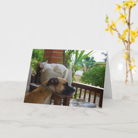 Hond Slapen in stoel met witte kitten Kaart (Gele Bloem)