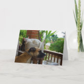 Hond Slapen in stoel met witte kitten Kaart (Voorkant)