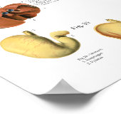 Hond Spieren Interne Anatomie Chart Poster (Hoek)