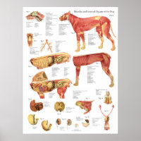 Hond Spieren Interne Anatomie Chart