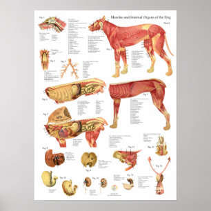 Hond Spieren Interne Anatomie Chart Poster