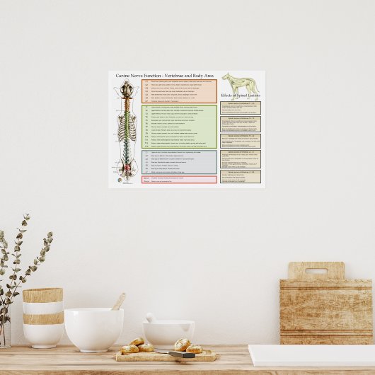 Hond Spinale zenuwen Functie Veterinair Poster (Keuken)