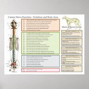 Hond Spinale zenuwen Functie Veterinair Poster