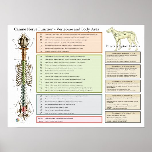 Hond Spinale zenuwen Functie Veterinair Poster (Voorkant)