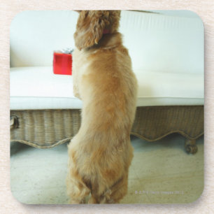 Hond staat op een bank met een cadeau bier onderzetter
