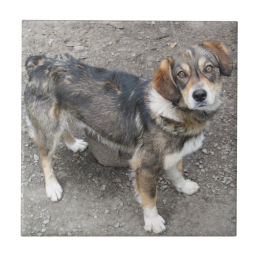 Hond Tegeltje (Voorkant)