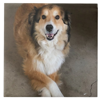 Hond  tegeltje