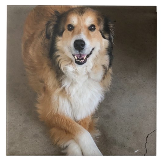 Hond  tegeltje (Voorkant)